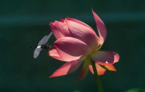 �z�ѷ������ĺ���퍣��L������ɻ���չ�ķҷ��r��