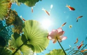 ��Ӱ��ˮ �~���p�u��ˮ���Գ�һ���ľ�