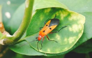 �z�ѷ�������ľ���L�x�Q�O�@���������C(j��)��������