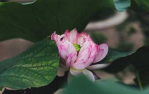 �z���R�^�µĺɻ���ǧ�˰ّB��ʢ����Ԋ������