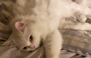 �����B�ȣ��S�Զ�������؞�ϯ���c؈�����e��