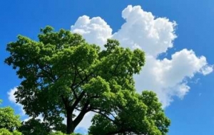 �z���S���ģ����H������չ�����c�������