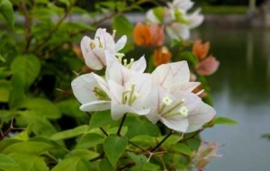 �z���R�^�µĻ����o�k�k��������һ���o������ʢ��