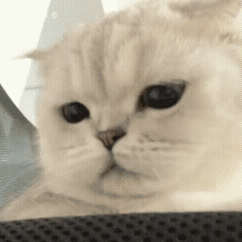 ���м������׺����ǳ�����Ⱥ����ĺ��ӣ��e�������������u�e�˾���ķe��