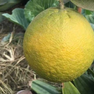 �ֵ���؛�ļ�����һ�Ø��Ͼ͒���3�������᲻�ó԰�