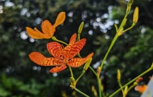 �z���R�^��׽��ɫ���ղ��������~ȼ�M����A