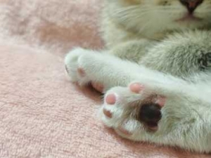 ���e��ĩ������С��ķ�����|