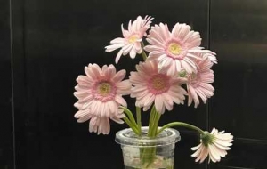 �����绨�_(k��i)����Ĳ��ǻ���������ز�ס�ĺ����