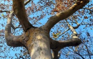 �����S�ģ���d�d�Ę�ľ�����溆�ζ�����