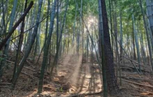 ��������ˢ�����ֹ�Ӱ׃�ã���픸���о����_��