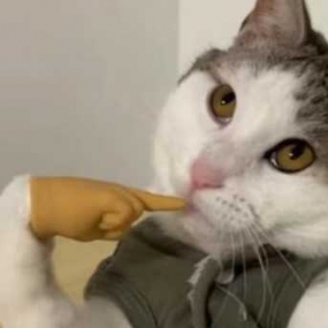 ����100�f���䣺Ů��60�f������40�f��������Ů�Y���������е����붼�ǚw���ӵ�