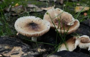 �S�Ē��R�����T�����g�������L���ڵȴ�