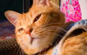 �S�ģ�ץס����ꖹ����s�o��؈���ӳ�����