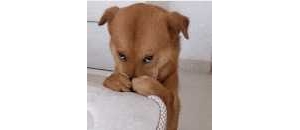 ·��������Ƭ��܇(ch��)�������ұ�ͣ����߀ͦί����Ҋ(ji��n)�^(gu��)ɵ�ģ��](m��i)Ҋ(ji��n)�^(gu��)�@ô��ֱ��ѵĶ�ɵ�ӣ�